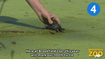 Head Start Turtle GIF by Brookfield Zoo