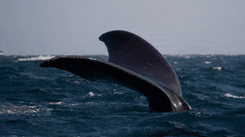 Whale GIF by Casa Zampa