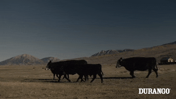 Country Colorado GIF by DurangoBoots