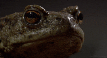 common toad GIF by Head Like an Orange
