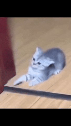 Sad Cat GIF
