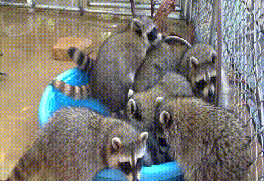 Raccoon GIF