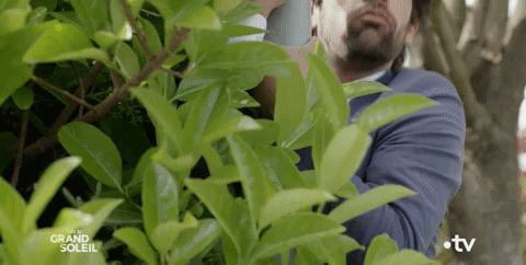 Tree Spy GIF by Un si grand soleil - Find & Share on GIPHY