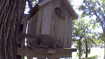 Nature GIF