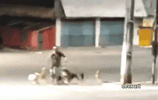 Dog Running GIF by DevX Art