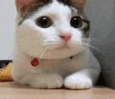 Video gif. A cat shaking its head.