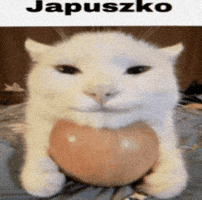 Japuszko GIF