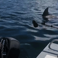 Seal Seeks Refuge on Boat as Orcas Swim Nearby