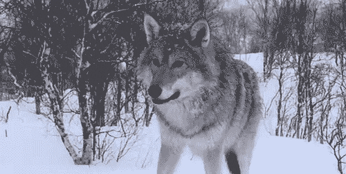Arctic Wolves GIFs - Get the best GIF on GIPHY