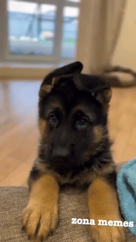 Dog GIF