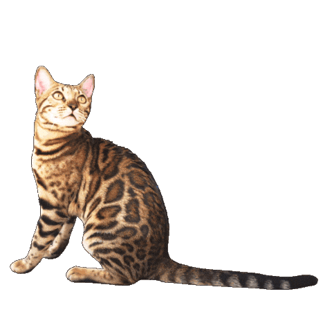 Bengal Cat Sticker by Kitty Fuchs