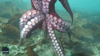 Octopus Wraps Itself Around Diver's Camera
