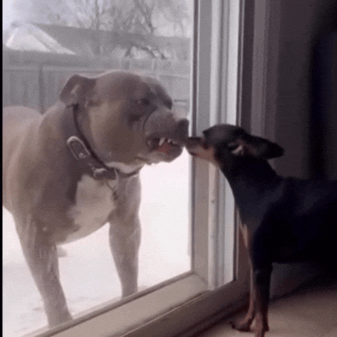 Angry Fight GIF