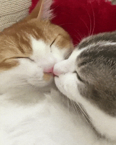 Cat Kiss Gifs Get The Best Gif On Giphy