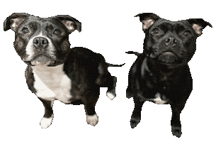 Maggiesfaves Sticker by Doodle Dogs YYC