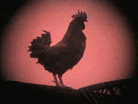 200w.gif