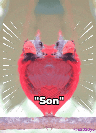 Bird Joke GIF