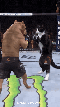 Dog Fighting Cat GIF