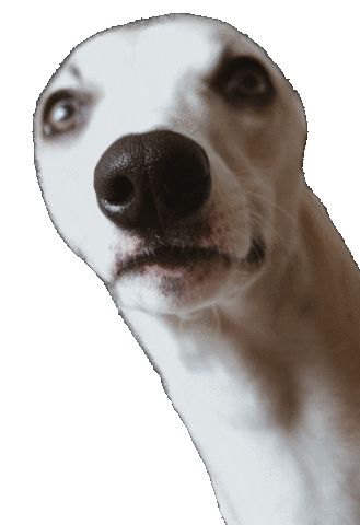 Dog Sticker