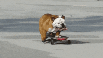 Dog Skateboard GIF
