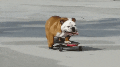 Skateboarding-animal GIFs - Get the best GIF on GIPHY