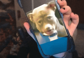 Dog Rock GIF
