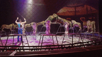 ringling bros dogs GIF by Ringling Bros. and Barnum & Bailey