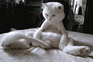Cats Part GIF - Find & Share on GIPHY