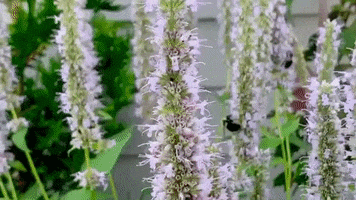 Summer Flowers GIF by This Bushwick Life