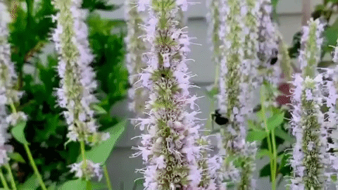 Summer Flowers GIF by This Bushwick Life - Find & Share on GIPHY
