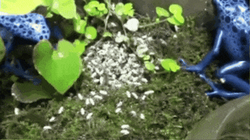 Blue Poison Dart Frog GIF