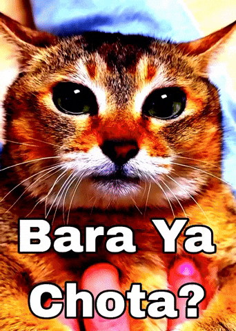 Bara-Ya-Chota-Green-Eyes-Cat-Meme GIF