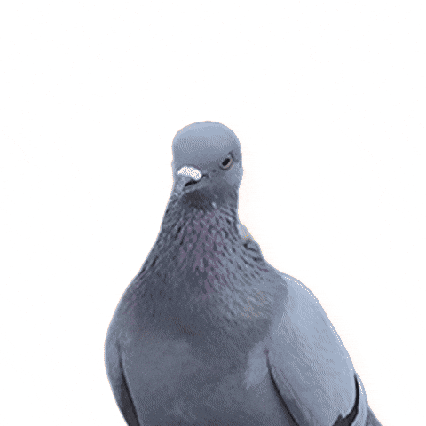 Pigeon GIF