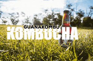 Guanakombu kombucha probiotico guanaco punta arenas GIF
