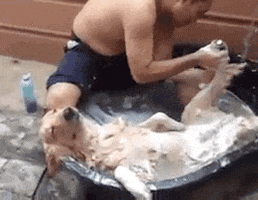 Video gif. Dog relaxes in a bucket with its eyes closed as a man washes its legs.