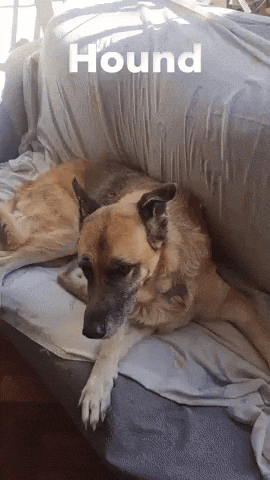 Dog Hound GIF