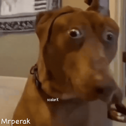 Shocked Dog GIF