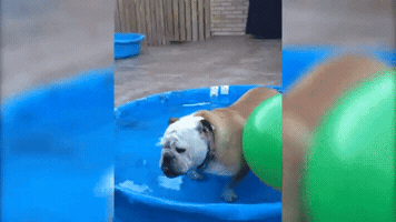 megscanlon #dog #dogs #summer #swimming #pool #skateboarding GIF