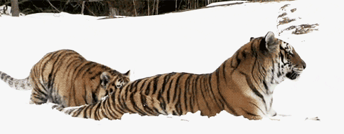 Snow-tiger GIFs - Get the best GIF on GIPHY