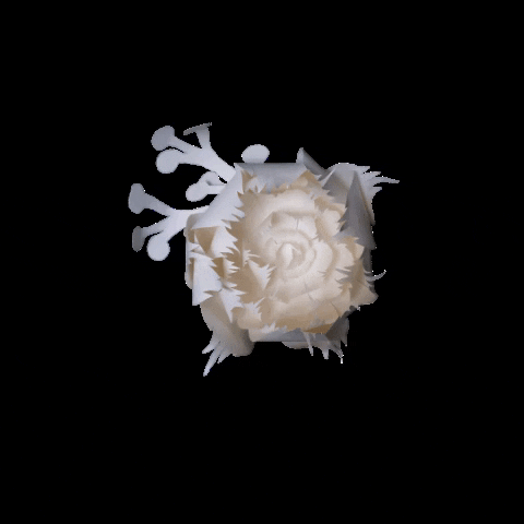 Studiocooliejoelie GIF