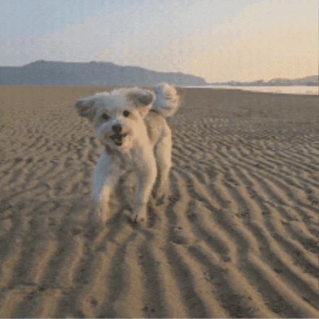 Sandy Beach Dog GIF