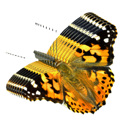 Butterfly Conservation Sticker