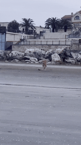 Dog GIF