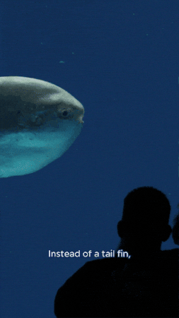 Open Sea Ocean GIF by Monterey Bay Aquarium