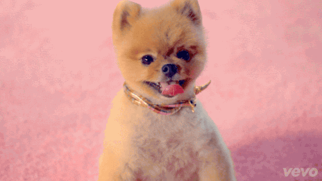 Katy Perry Dog GIF by Vevo - Find & Share on GIPHY