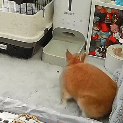 Puppyandclay GIF