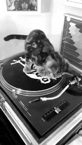 Cat GIF