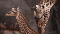 Baby Giraffe Welcomed at Houston Zoo