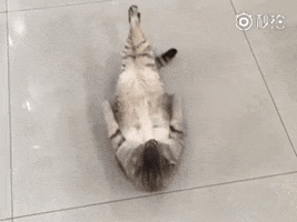 Cat GIF