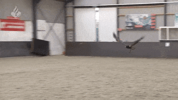 andriybrodetskyi  GIF